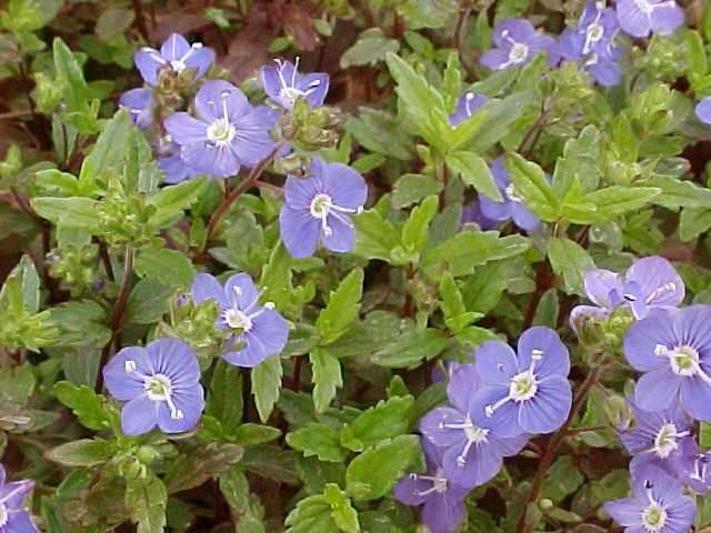 Veronica pedunculata georgia blue